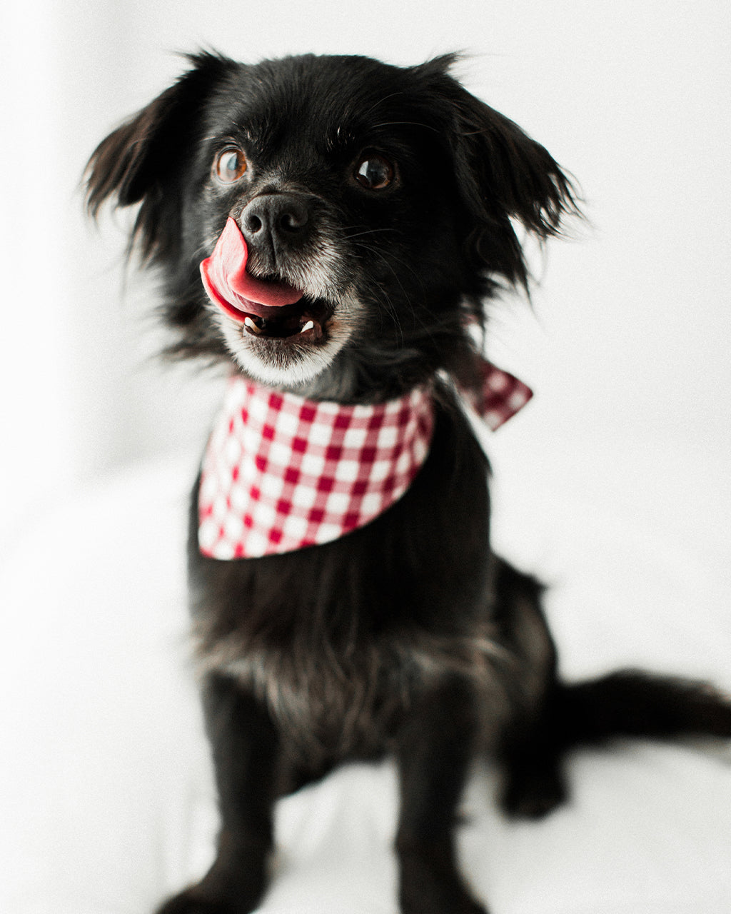 GINGHAM BANDANA