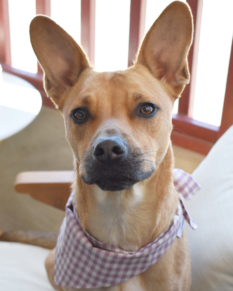 GINGHAM BANDANA
